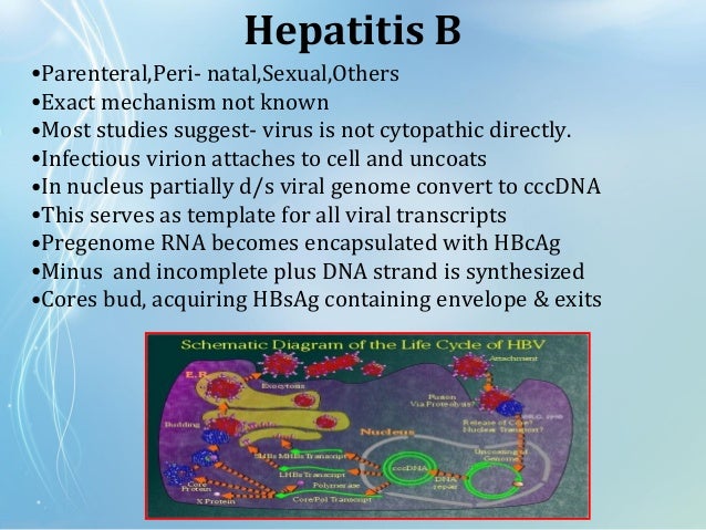 Is hep c sexually transmitted photo 64